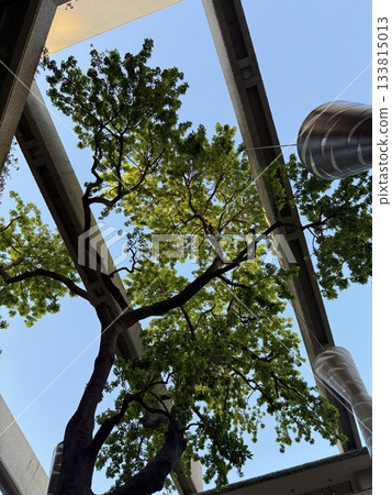 vertical view of a tree inside an indoor garden 133815013
