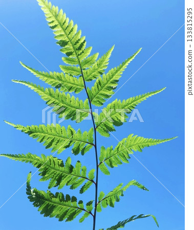 鮮亮的綠色蕨類植物（初夏景象） 133815295