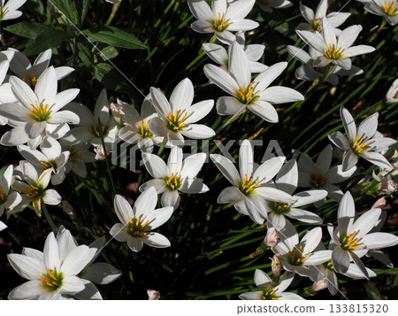 Tamasudare (a cluster of white Zephyranthes flowers) bathed in autumn sunlight Tamasudare (a cluster of white Zephyranthes flowers) bathed in autumn sunlight 133815320