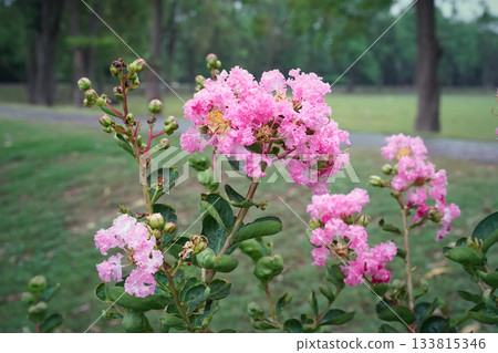 Pink flowers of Lagerstroemia speciosa or Queen's crepe myrtle in the garden close up. Pale red inflorescences on branches with buds in the park on a cloudy rainy day, horizontal photo. Pink flowers of Lagerstroemia speciosa or Queen's crepe myrtle in the garden close up. Pale red inflorescences on branches with buds in the park on a cloudy rainy day, horizontal photo. 133815346