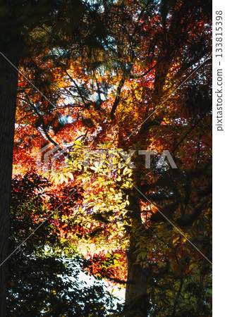 Sunlight filtering through the trees and shining autumn leaves in the forest 133815398