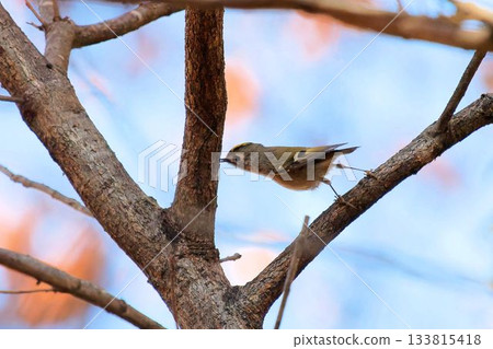 A goldcrest searching for food A goldcrest searching for food 133815418