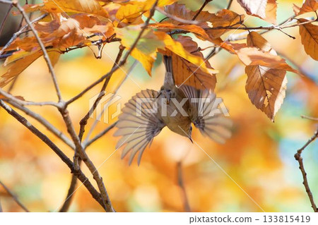 A goldcrest flying through the forest 133815419