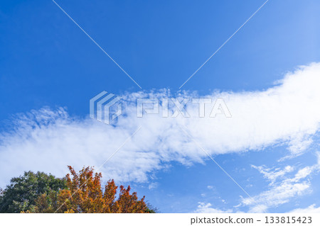 秋日的天空、雲彩和樹木 秋日的天空、雲彩和樹木 133815423
