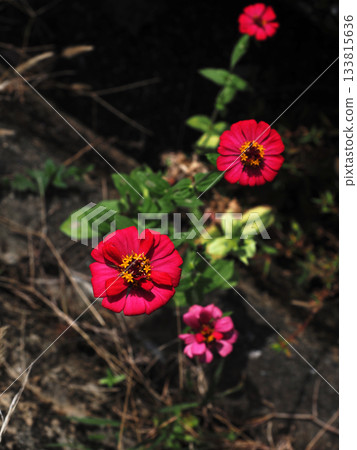Red zinnia flowers bathed in soft sunlight (Zinnia in Daizen Park) Red zinnia flowers bathed in soft sunlight (Zinnia in Daizen Park) 133815636