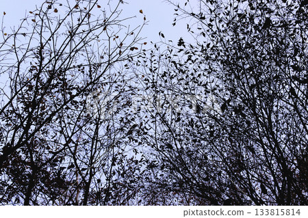 Silhouettes of trees in a wooded area Silhouettes of trees in a wooded area 133815814