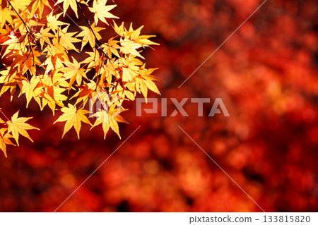 金色的楓葉映襯著紅色的楓葉。 133815820