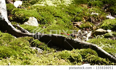 長滿苔蘚的花園和蜻蜓 133816051