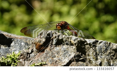 Mossy garden and dragonflies 133816057