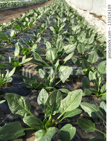 Fresh spinach leaves growing on black mulch Fresh spinach leaves growing on black mulch 133816189