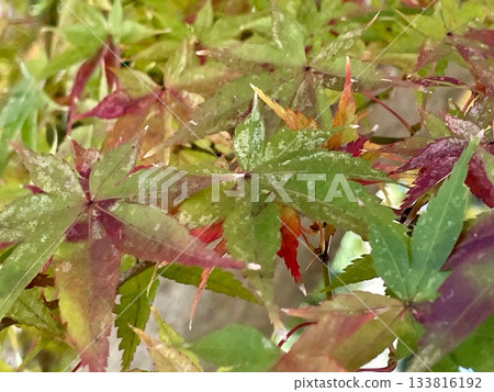 Autumn leaves wet with rain 133816192