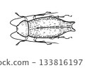 Elongated beetle vector illustration in black and white sketch style. Hand drawn stylized insect graphic for nature and biology design. Weevil outline drawing. Long legged beetle line art. 133816197