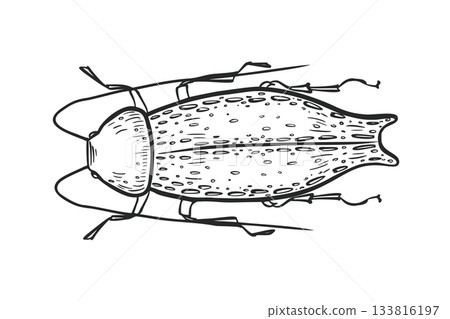 Elongated beetle vector illustration in black and white sketch style. Hand drawn stylized insect graphic for nature and biology design. Weevil outline drawing. Long legged beetle line art. Elongated beetle vector illustration in black and white sketch style. Hand drawn stylized insect graphic for nature and biology design. Weevil outline drawing. Long legged beetle line art. 133816197