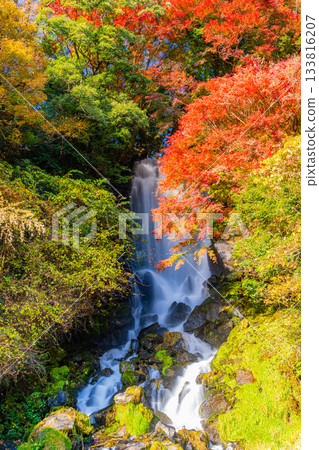 【靜岡縣】富士宮朝日瀑布，秋季賞楓季 133816207