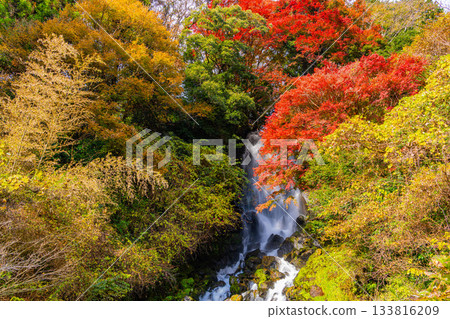 [Shizuoka Prefecture] Asahi Falls in Fujinomiya during autumn foliage season 133816209