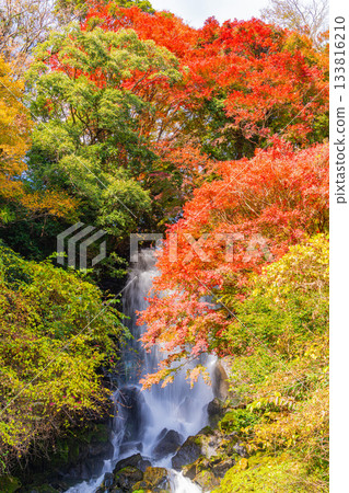 [Shizuoka Prefecture] Asahi Falls in Fujinomiya during autumn foliage season 133816210