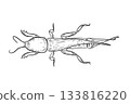 Black and white mole cricket insect vector art. Hand drawn detailed illustration of underground beetle for biology lesson, nature concept. Outline drawing beetle Gryllotalpa for entomology science. 133816220