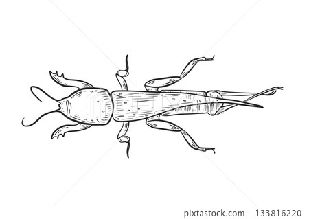 Black and white mole cricket insect vector art. Hand drawn detailed illustration of underground beetle for biology lesson, nature concept. Outline drawing beetle Gryllotalpa for entomology science. 133816220