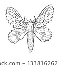 Hand drawn moth vector sketch in ink art style. Insect icon or tattoo black white line art. Nocturnal butterfly monochrome design for animal life illustration. Graphic element of insects wildlife. 133816262