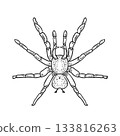 Hand drawn sketch cartoon spider graphic for Halloween or horror style. Scary insect isolated vector illustration for kids coloring book. Tarantula outline drawing. Pet of terrarium black white art. 133816263
