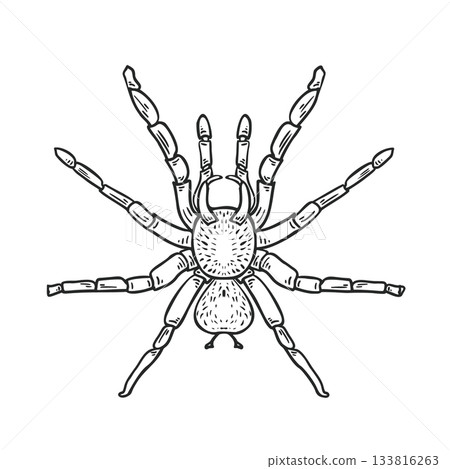 Hand drawn sketch cartoon spider graphic for Halloween or horror style. Scary insect isolated vector illustration for kids coloring book. Tarantula outline drawing. Pet of terrarium black white art. 133816263