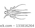 Stylized long horned grasshopper vector outline illustration. Black and white bug cricket sketch for insect identification, nature study, or educational material. Suborder orthoptera graphic line art. 133816264