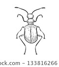 Hand drawn Tiger beetle vector black and white art illustration. Insect graphic line sketch for entomology, biology, nature study. Bleester bug monochrome drawing. Beetle sign outline. 133816266