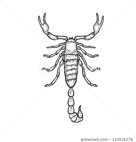 Scorpion vector engraving style. Hand drawn monochrome sketch illustration of a dangerous insect. Scorpio zodiac sign black white drawing for tattoo, t-shirt print or biological education design. 133816278