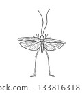Grasshopper spread wings black white vector illustration. Insect encyclopedia line art locust. Hand drawn suborder orthoptera outline for biology education. Vintage graphic entomology science drawing. 133816318