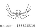 Vector illustration creepy daddy long legs spider, hand drawn engraving style. Insect and arachnid black white drawing for Halloween. Whip spider outline for educational material, encyclopedia. 133816319