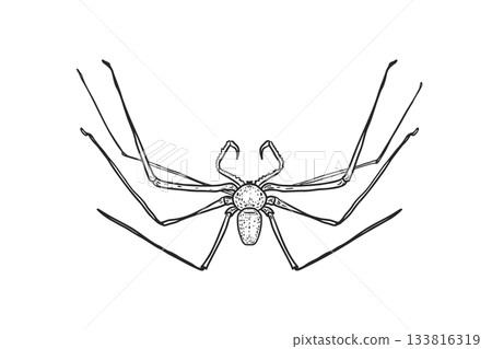 Vector illustration creepy daddy long legs spider, hand drawn engraving style. Insect and arachnid black white drawing for Halloween. Whip spider outline for educational material, encyclopedia. 133816319