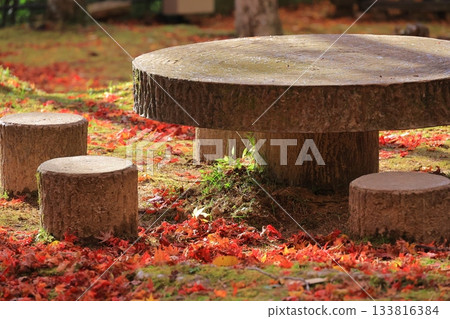 A mossy tree stump table and a carpet of autumn leaves A mossy tree stump table and a carpet of autumn leaves 133816384
