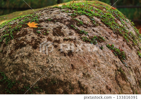 Mossy rock and a single autumn leaf 133816391