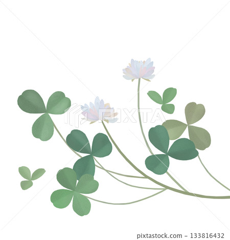 Clover illustration Clover illustration 133816432
