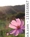 Pink Cosmos 133816667