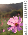 Pink Cosmos 133816669