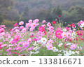 Pink Cosmos 133816671