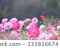 Pink Cosmos 133816674