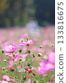 Pink Cosmos 133816675