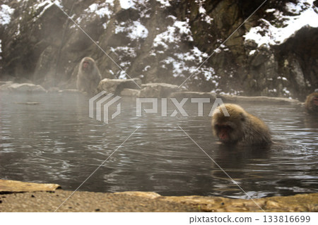 日本獼猴沉浸在溫泉里 133816699