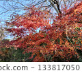 鮮紅的秋葉 133817050
