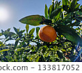 陽光下的柑橘 133817052