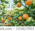 樹上的溫州柑橘 133817053
