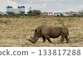 An adventurous natural landscape capturing a rhino walking through the grasslands with the cityscape spreading out in the background 133817288