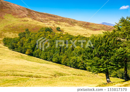 beech forest on the hill in late summer. carpathian mountains of ukraine under blue sky clouds. beautiful green environment background in morning light for wilderness photo adventure on a sunny day beech forest on the hill in late summer. carpathian mountains of ukraine under blue sky clouds. beautiful green environment background in morning light for wilderness photo adventure on a sunny day 133817370