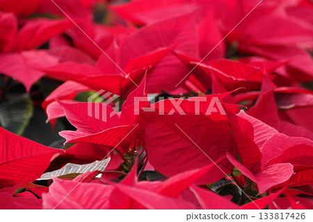 lot of poinsettia euphorbia pulcherrima Christmas red plant lot of poinsettia euphorbia pulcherrima Christmas red plant 133817426