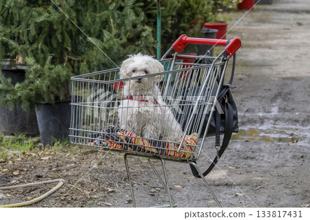 dog inside shopping trolley cart dog inside shopping trolley cart 133817431