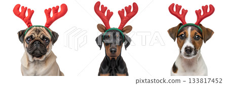 Trio of cute puppies dressed in reindeer antlers for christmas, a charming and humorous pet concept for holiday cards and promotions 133817452