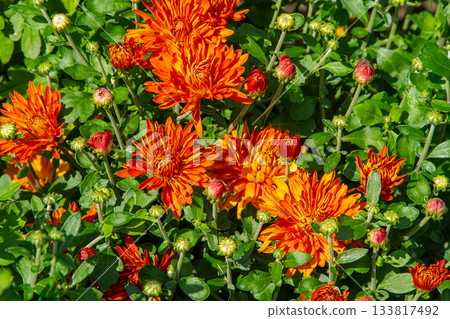 Garden orange red color flowers filled with chrysanthemums. Bud of Chrysanthemum morifolium Garden orange red color flowers filled with chrysanthemums. Bud of Chrysanthemum morifolium 133817492