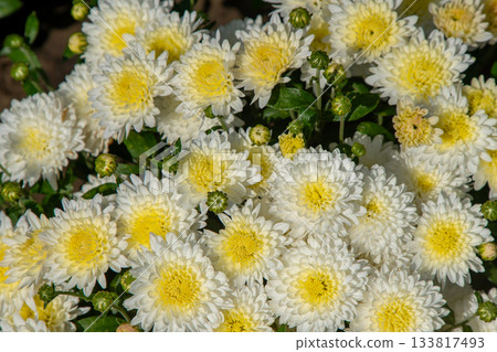 Garden flowers filled with chrysanthemums white yellow color. Bud of Chrysanthemum morifolium Garden flowers filled with chrysanthemums white yellow color. Bud of Chrysanthemum morifolium 133817493